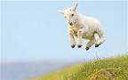 springtime-lamb